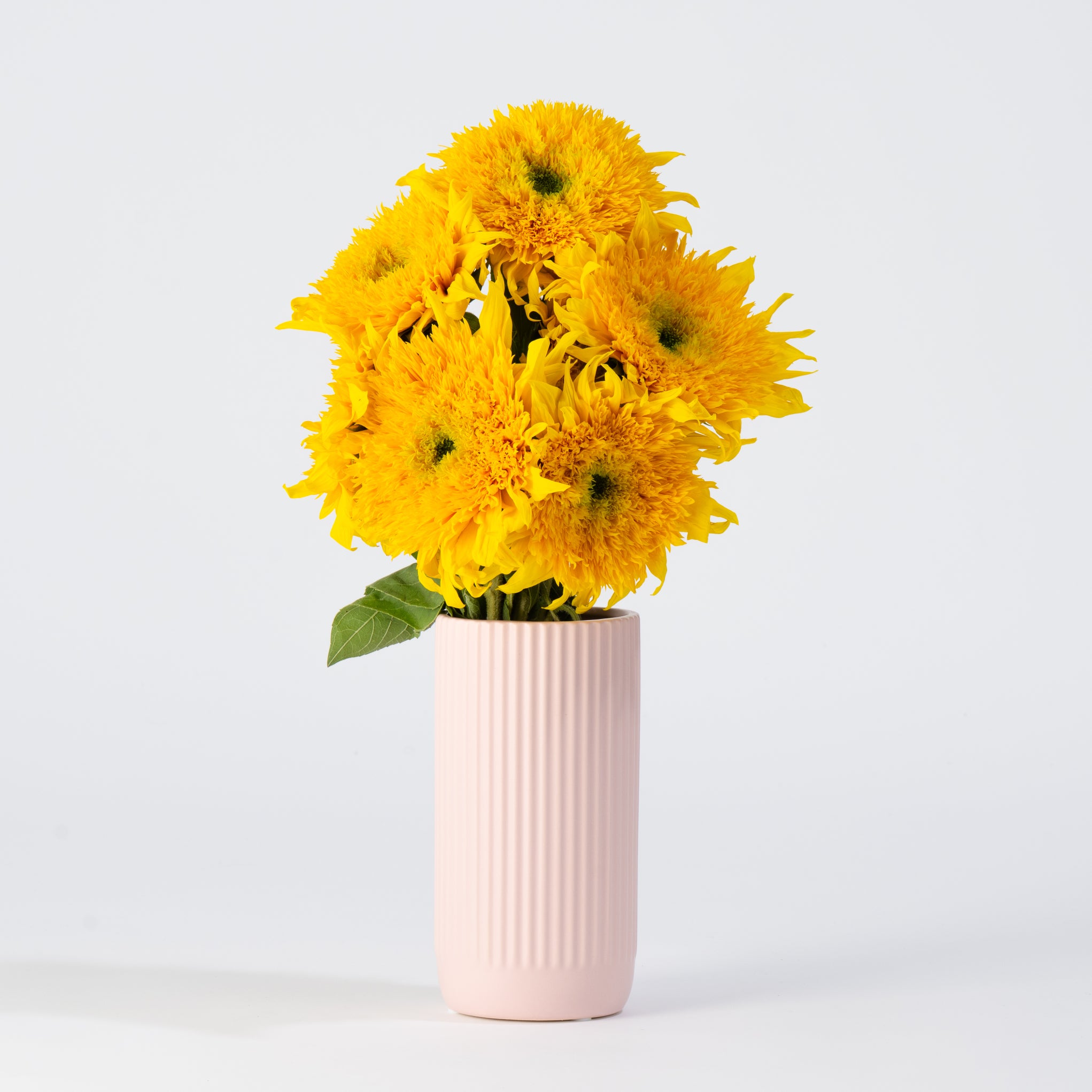 The Bright Side - Premium Sunflowers