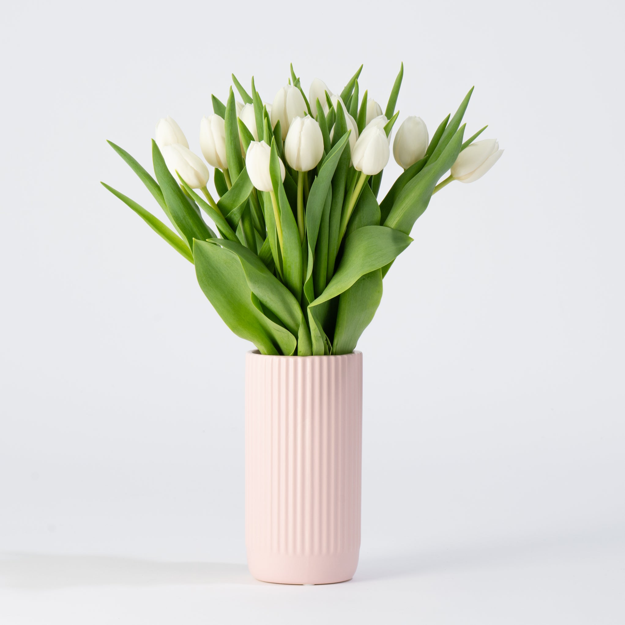 The Serenade - Premium White Tulips