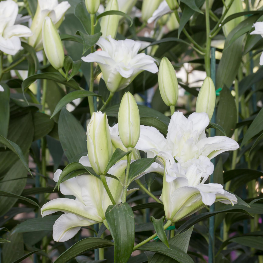 White Oriental Lillies"