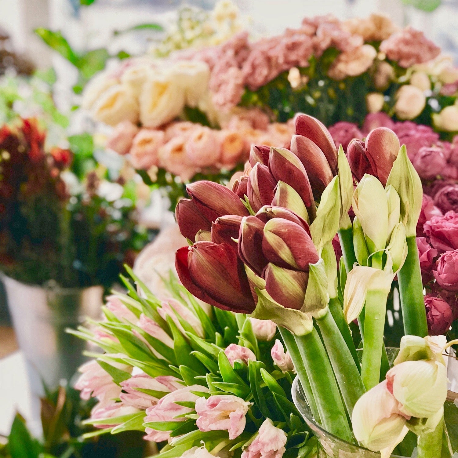 Tulips Short Assorted Colors