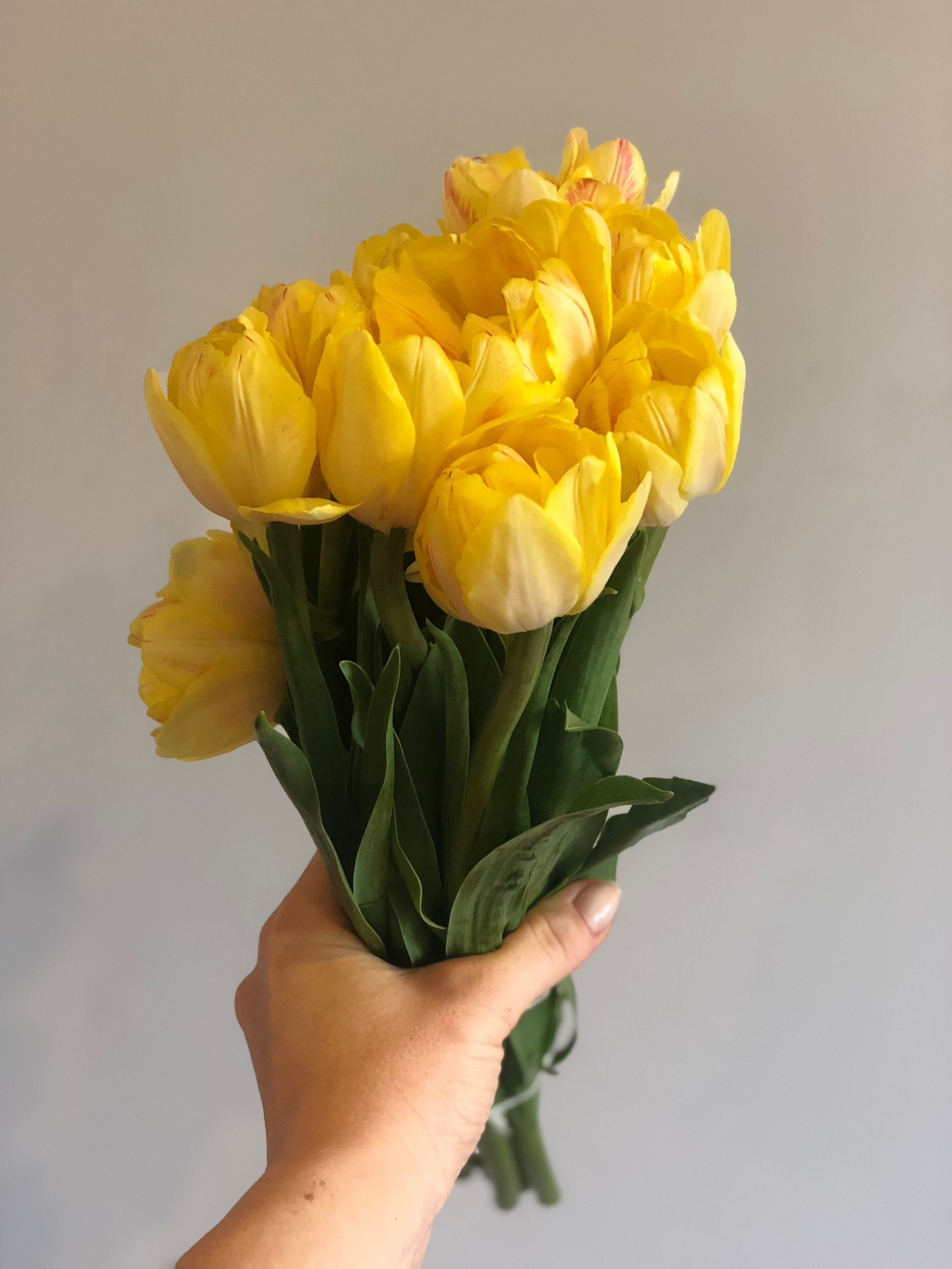 Tulips Short Assorted Colors