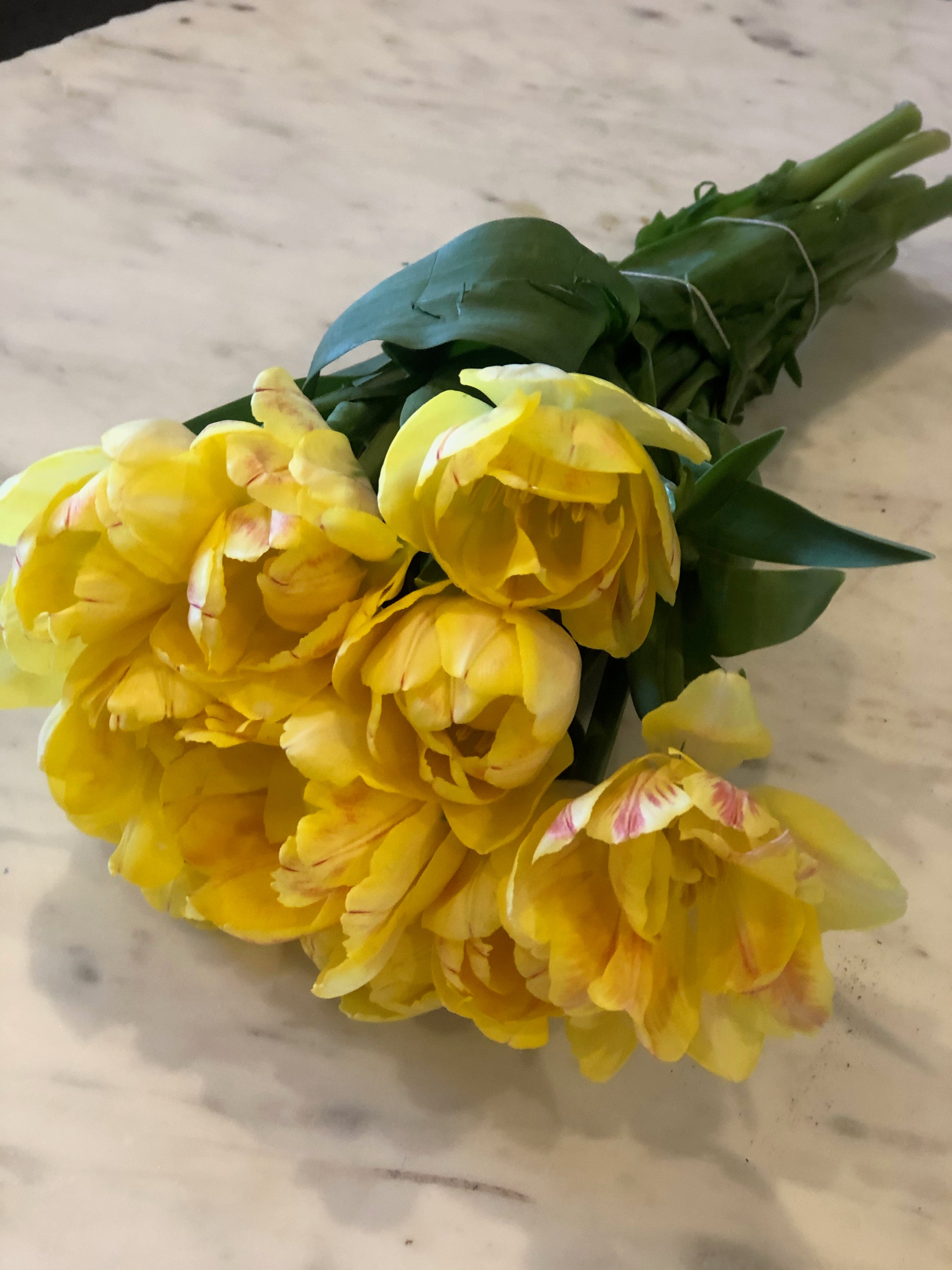 Tulips Short Assorted Colors