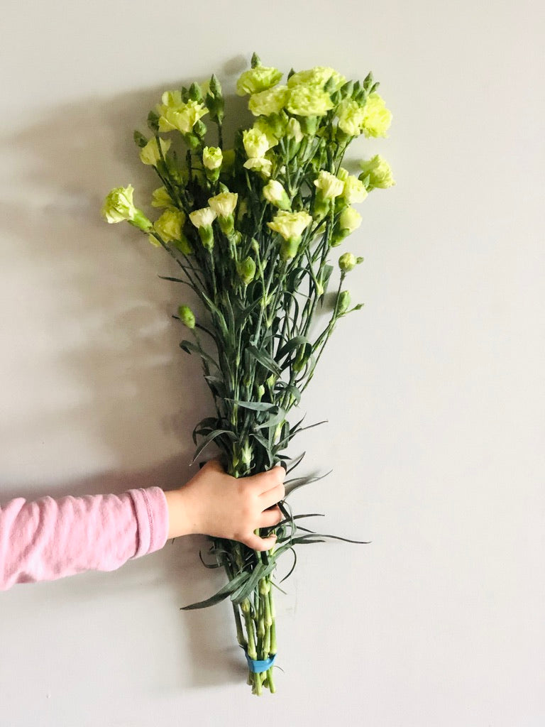 Spray Carnation