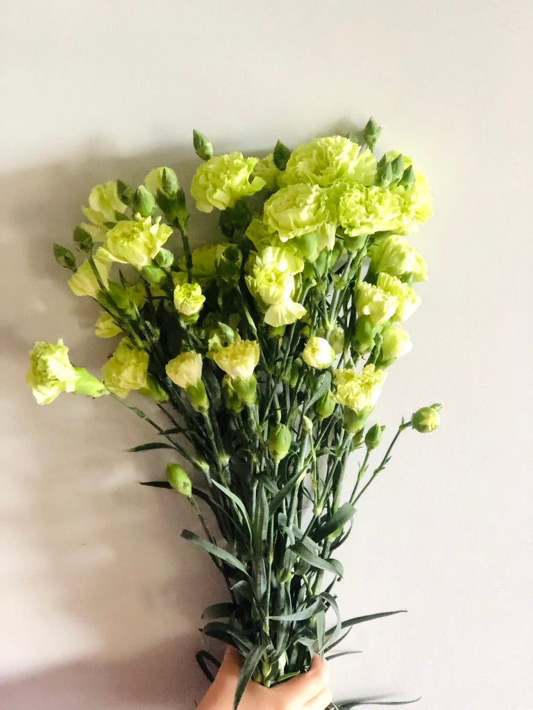Spray Carnation