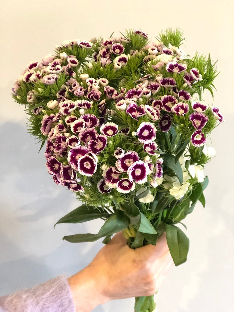 Sweet William