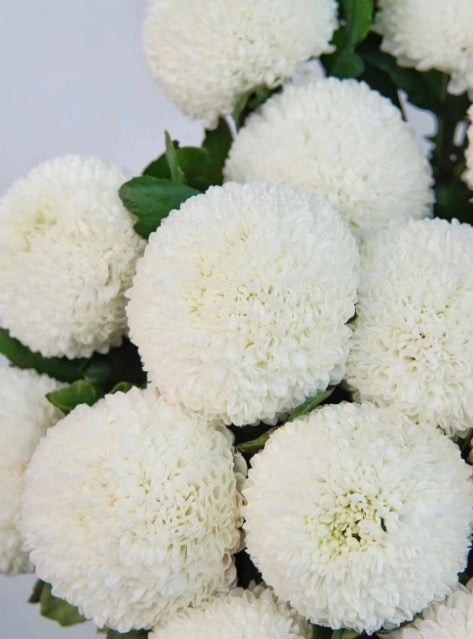 Pom Pom Chrysanthemum