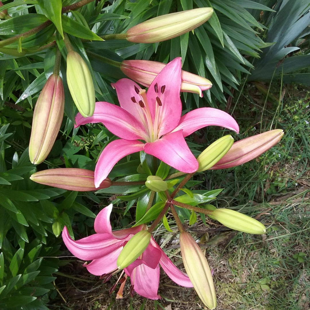 Pink Oriental Lillies