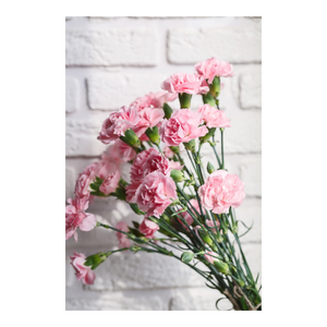 Spray Carnations