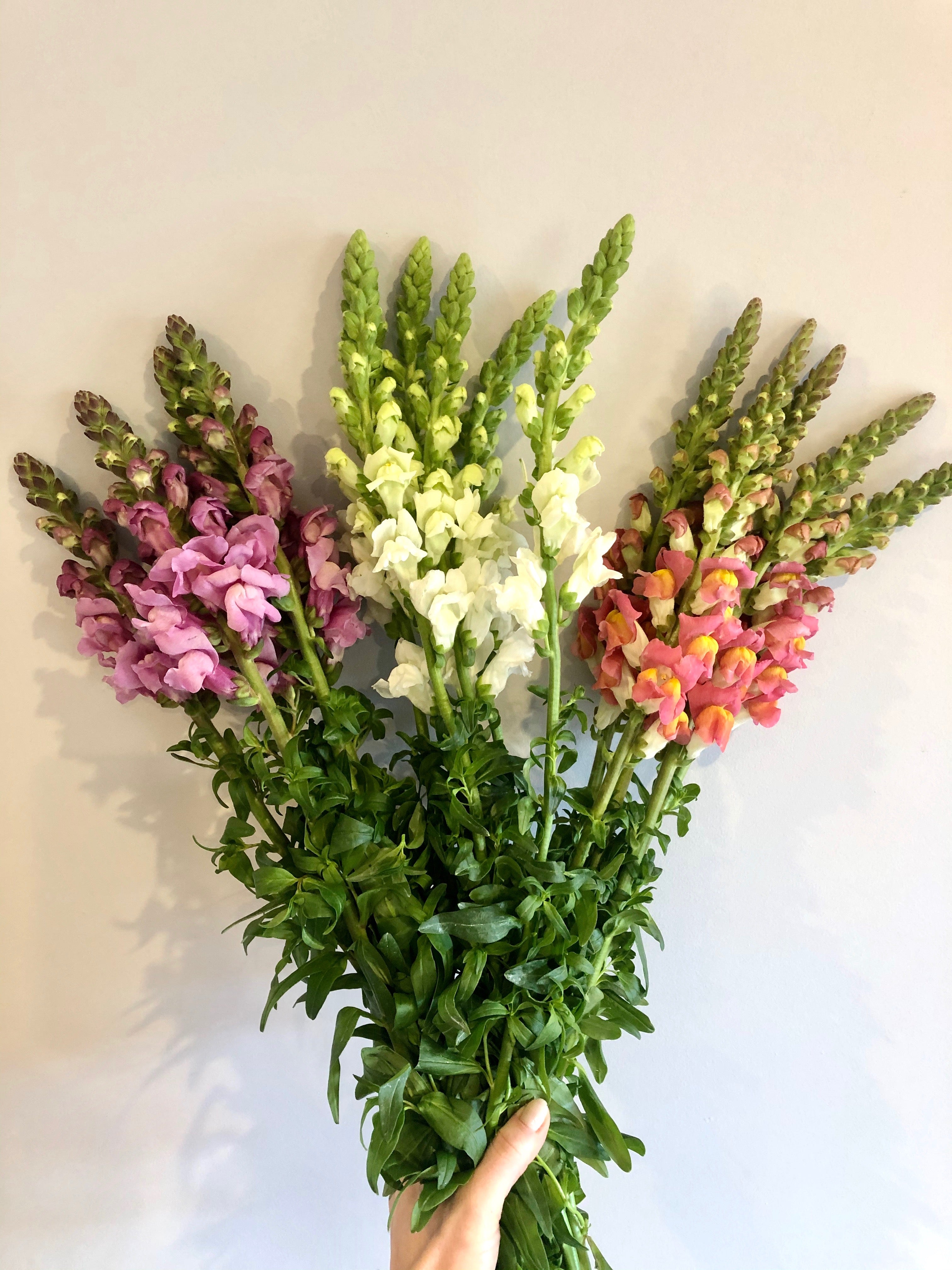 Snapdragons Assorted Colors