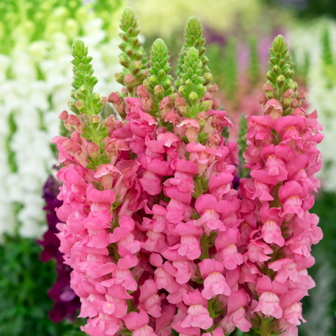 Snapdragons Assorted Colors