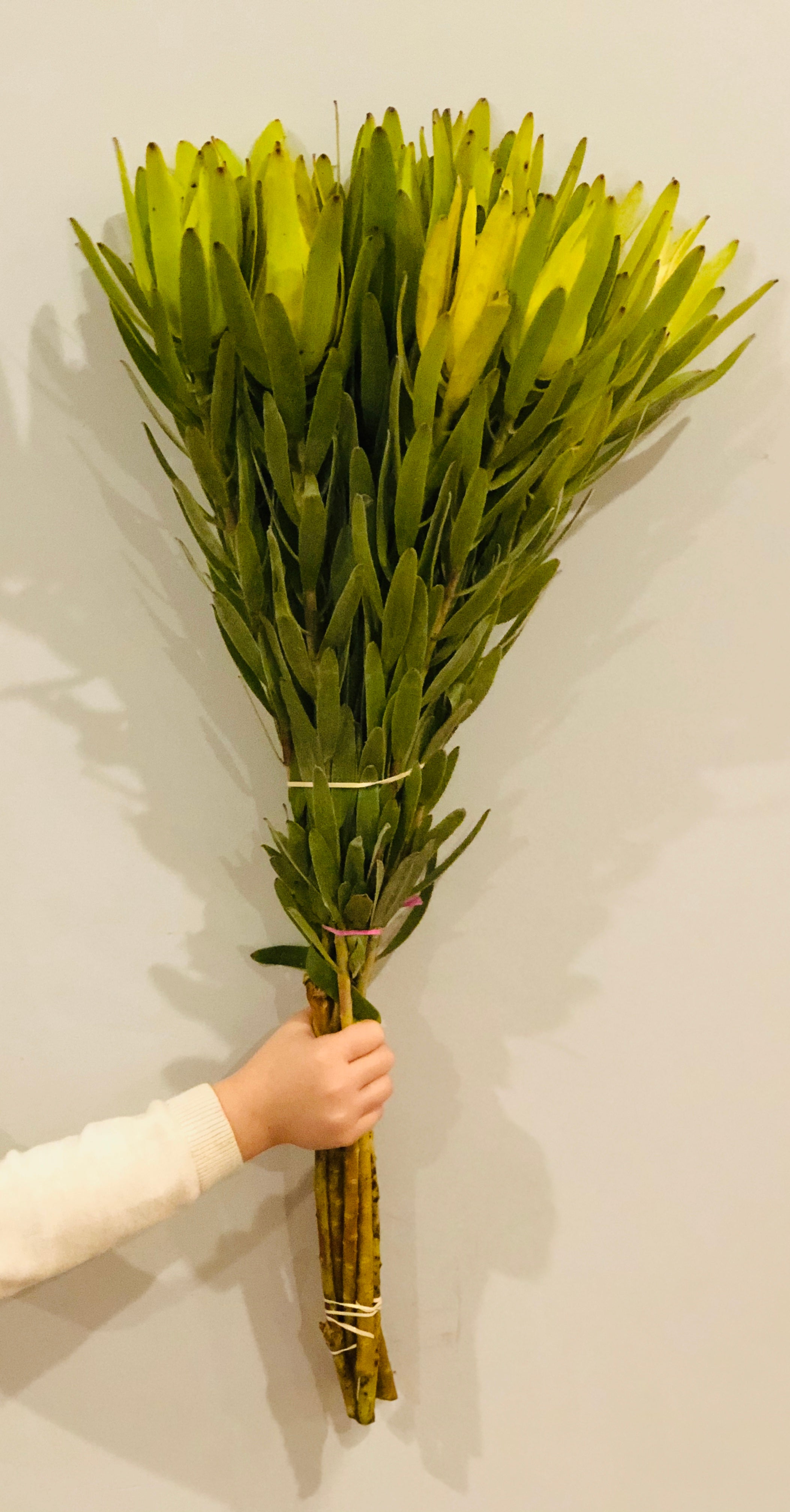 Silvan Green Leucadendron