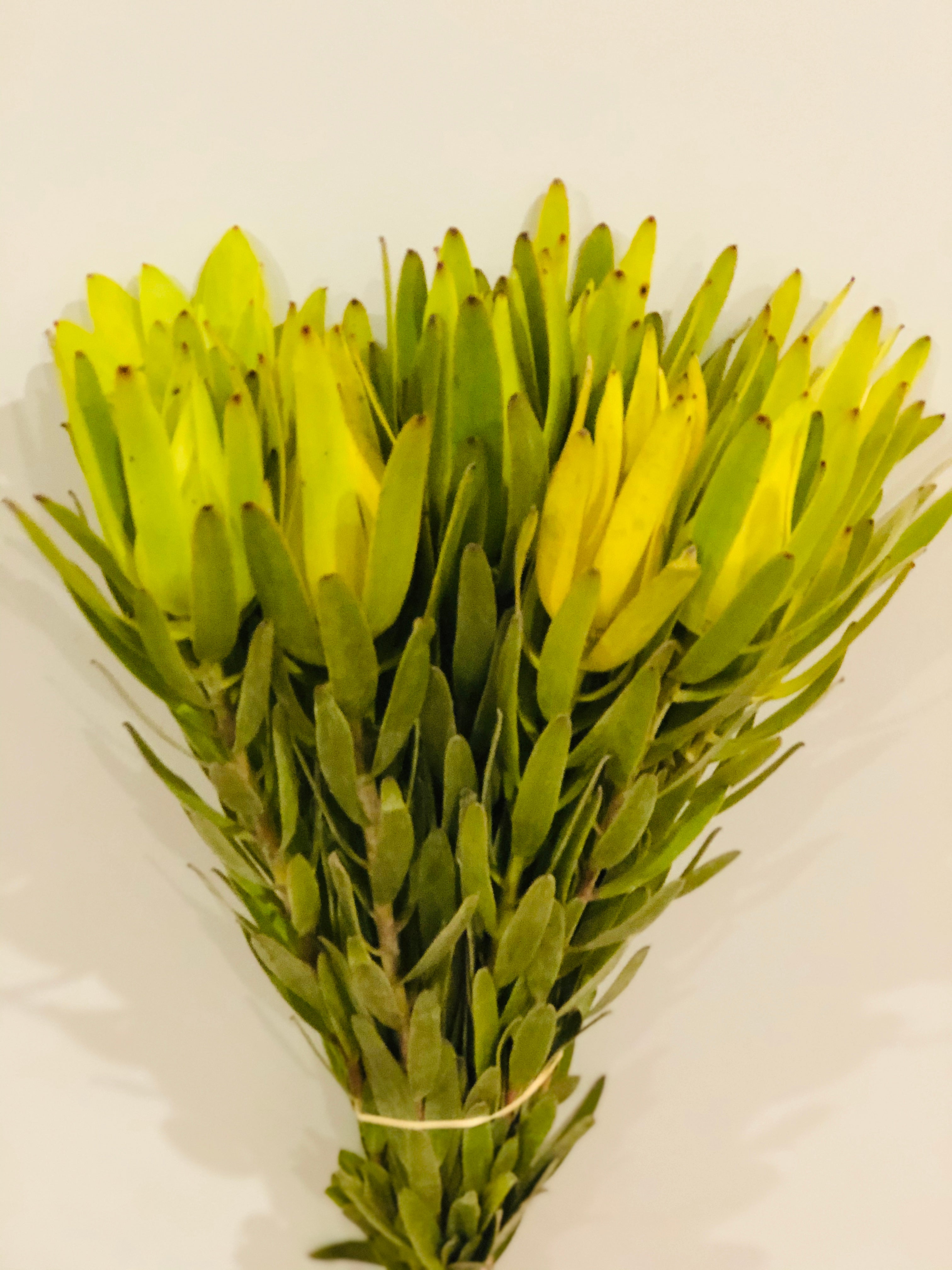 Silvan Green Leucadendron