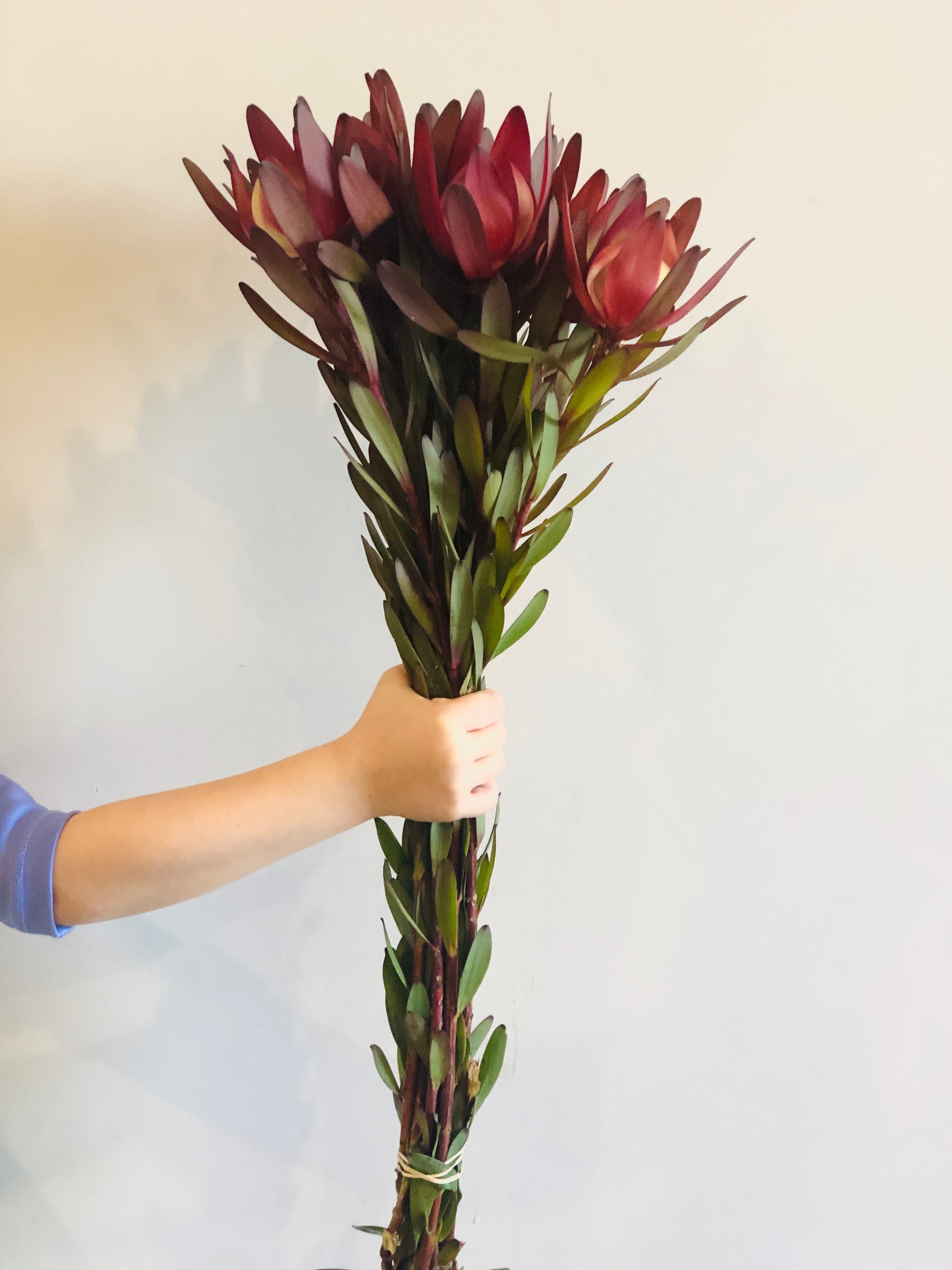 Silvan Red Leucadendron