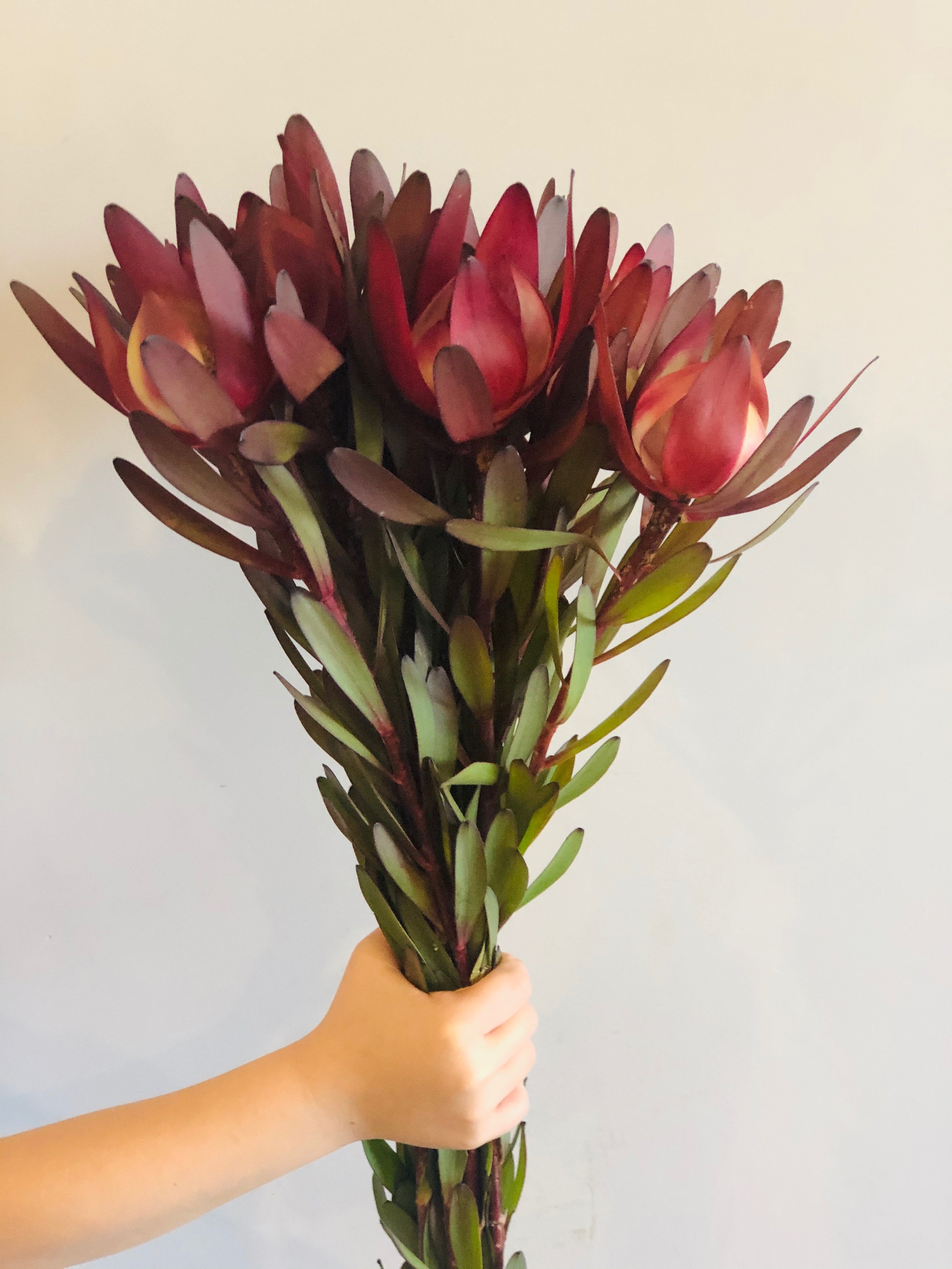 Silvan Red Leucadendron