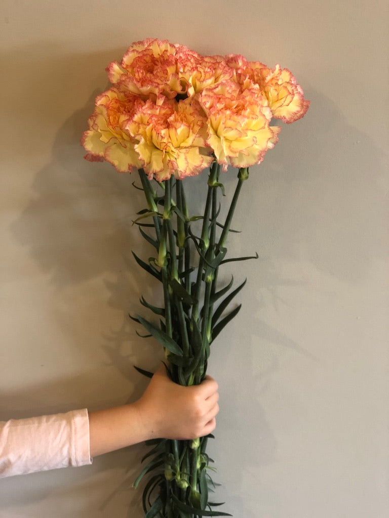 Sim Carnations