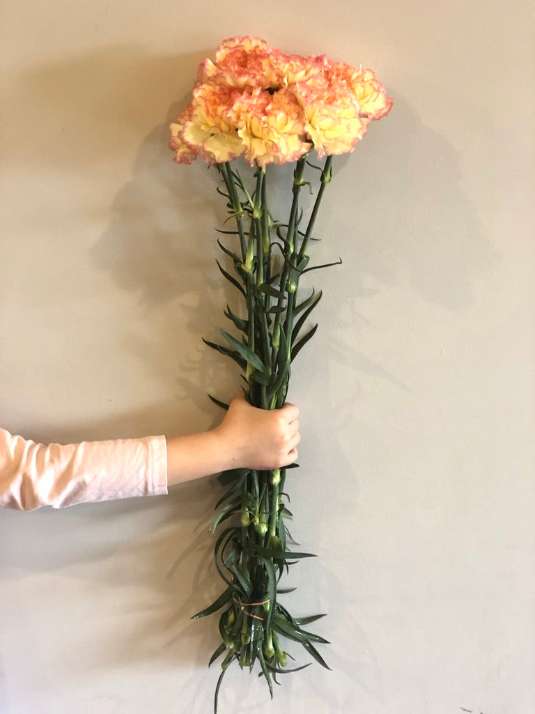 Sim Carnations