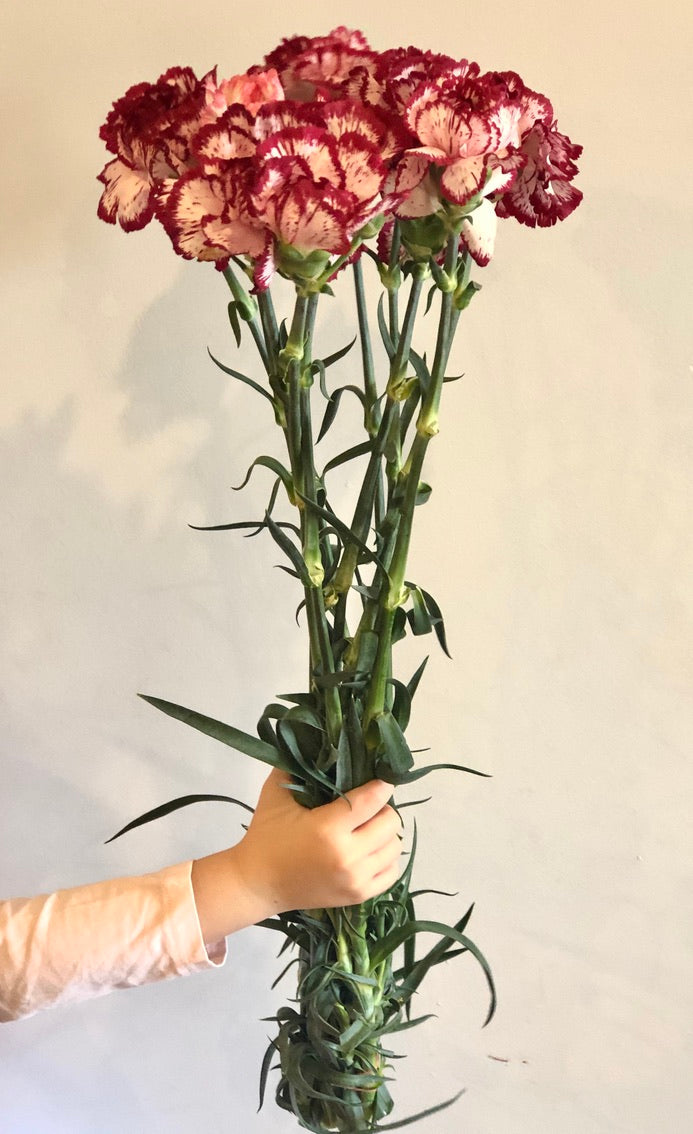 Sim Carnations
