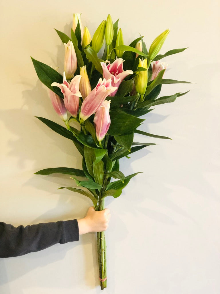 Pink Oriental Lillies