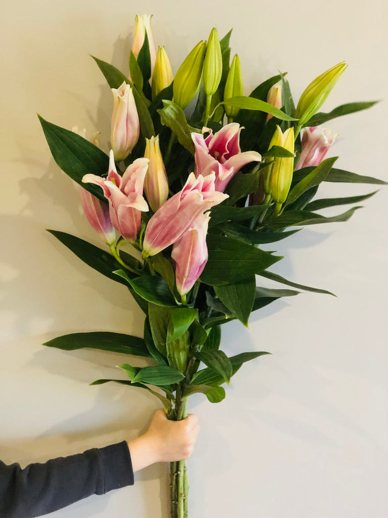 Pink Oriental Lillies