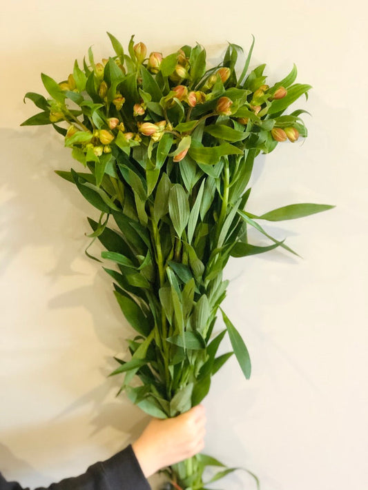 Also known as Lilly of the Incas, this flower has become a staple in most arrangements and bouquets! Filled with small flowers each bloom to reveal amazing colors.   Get it delivered from Brunswick Blooms!