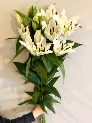 White Oriental Lillies