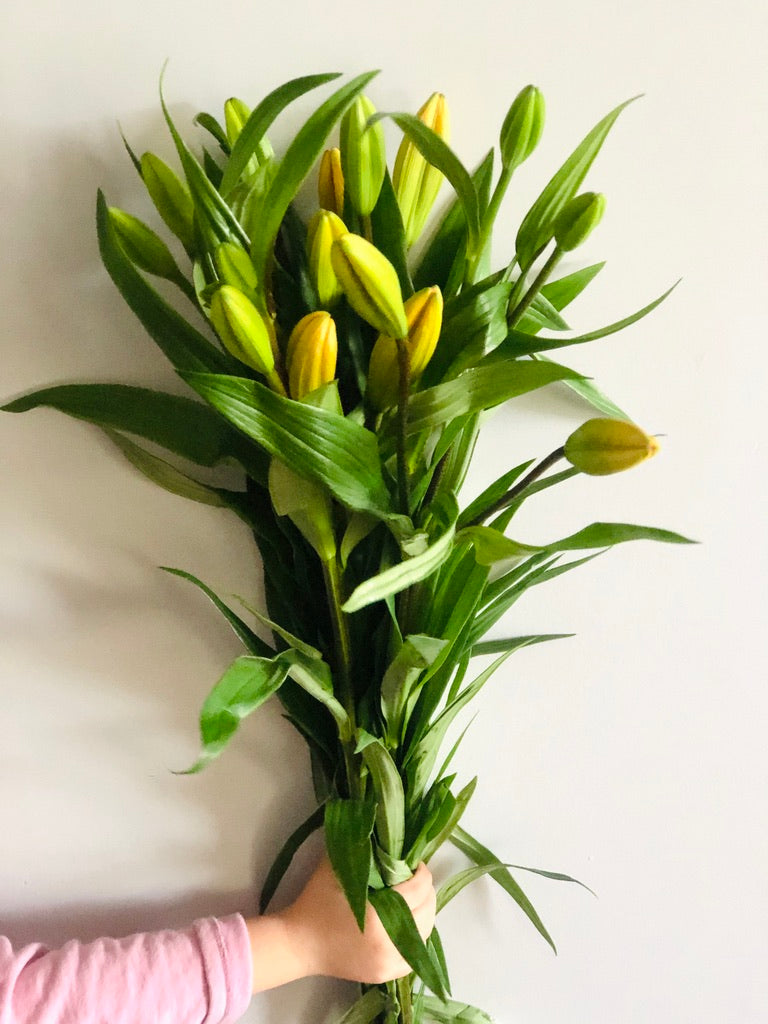 La Lillies