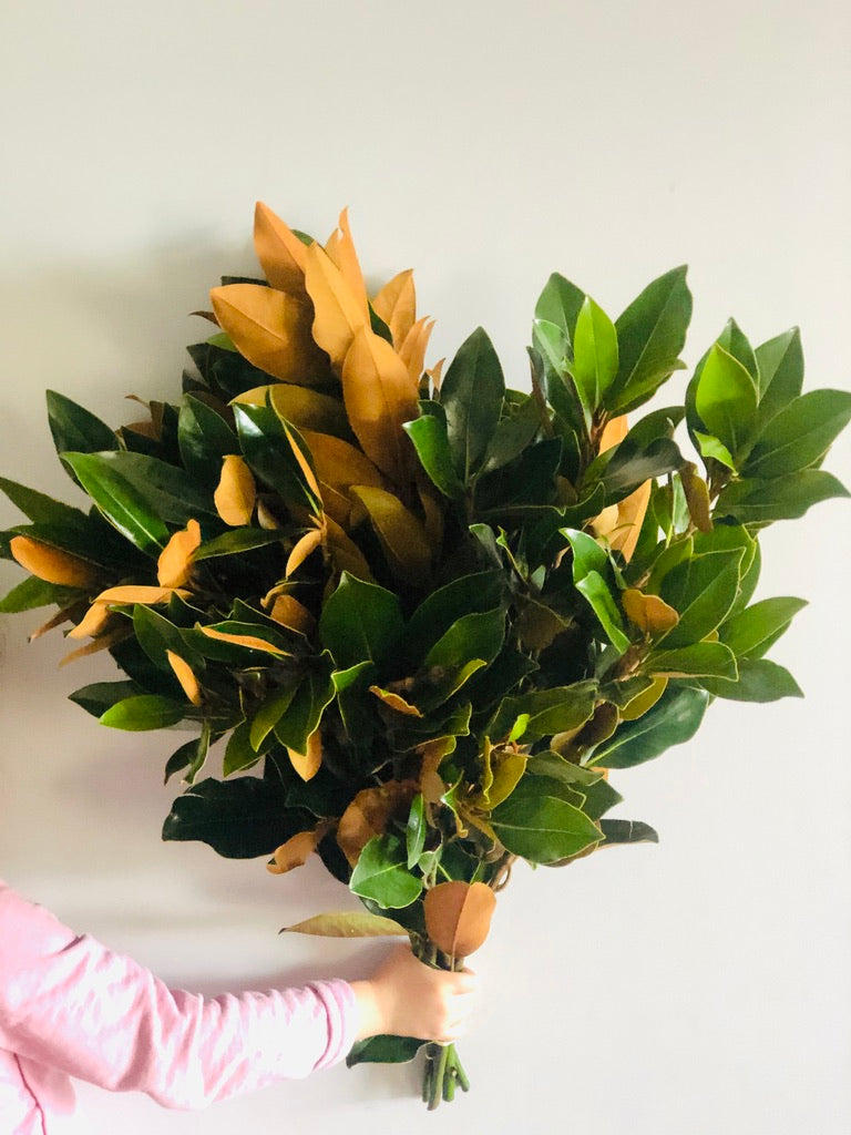 Magnolia Leaves