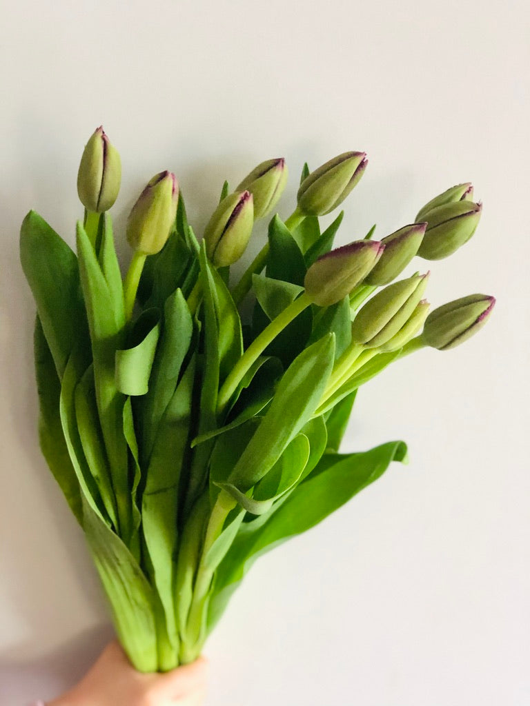 Known to be a 'showy' and bright Bloom, the tulip will open up right before your eyes!  Get it delivered from Brunswick Blooms!