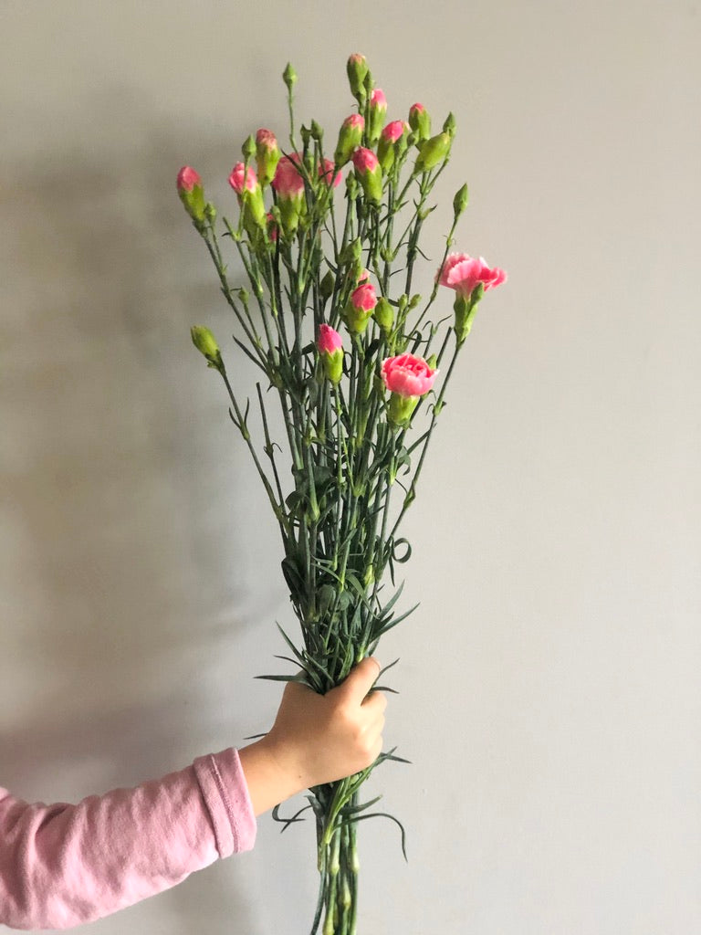 Spray Carnation