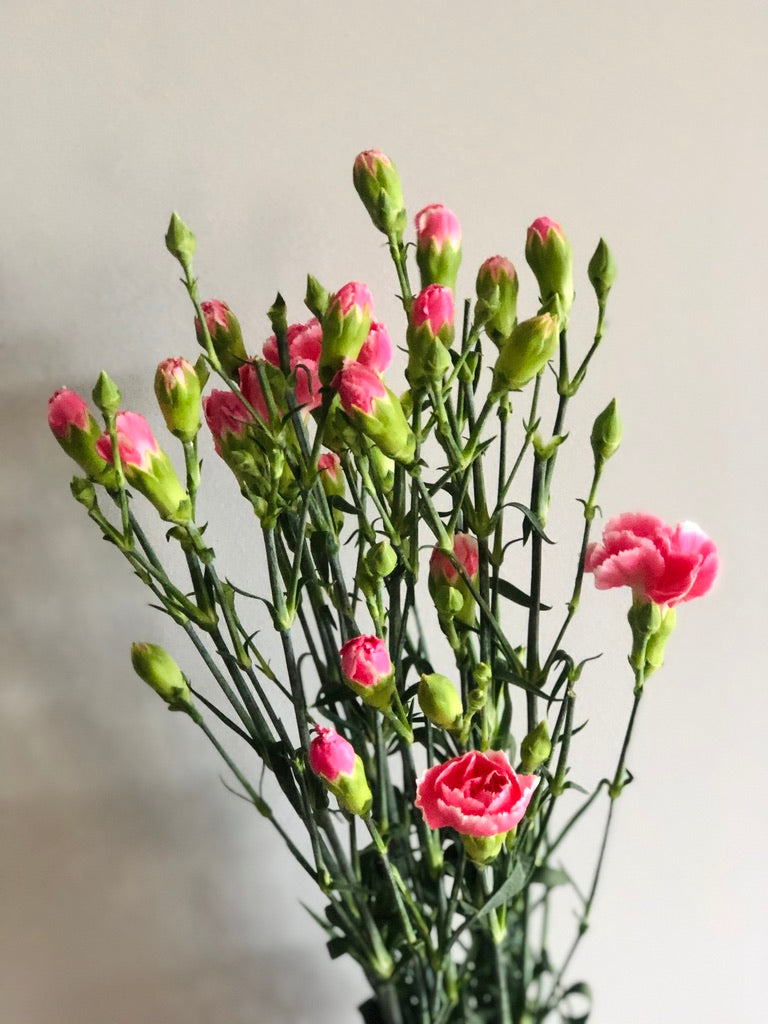 Spray Carnation
