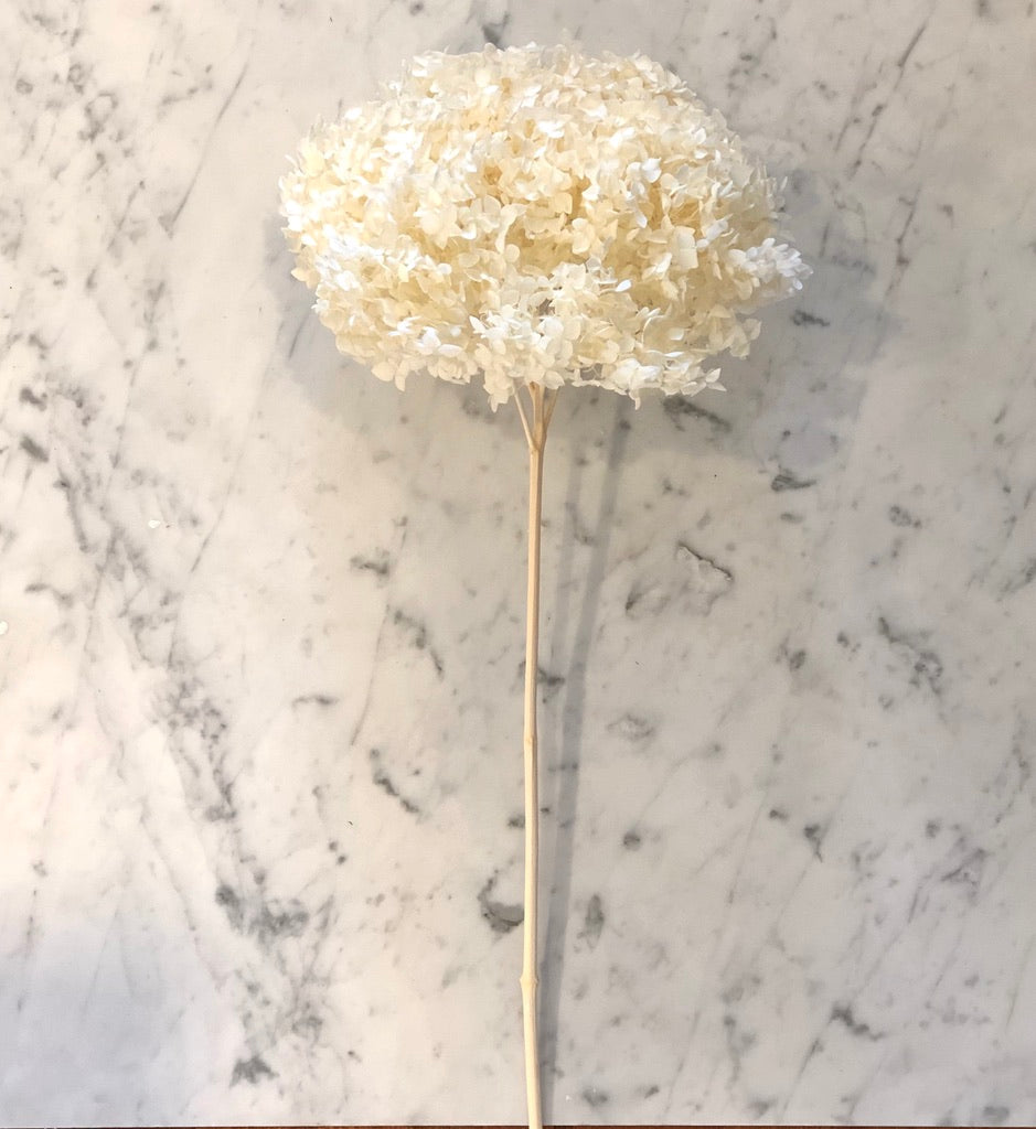 Preserved Hydrangea
