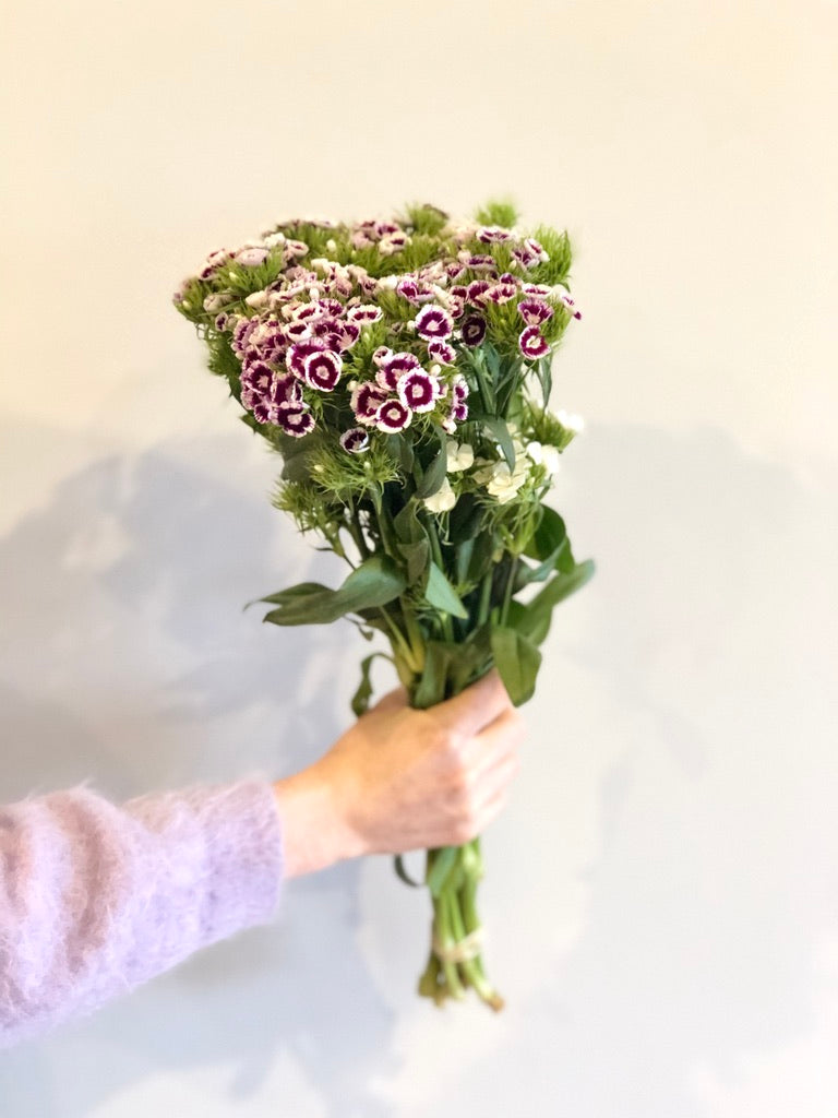 Sweet William