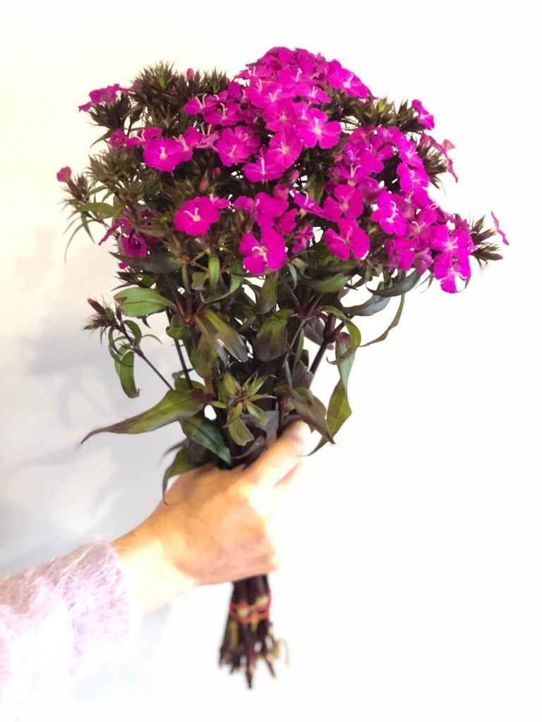 Sweet William