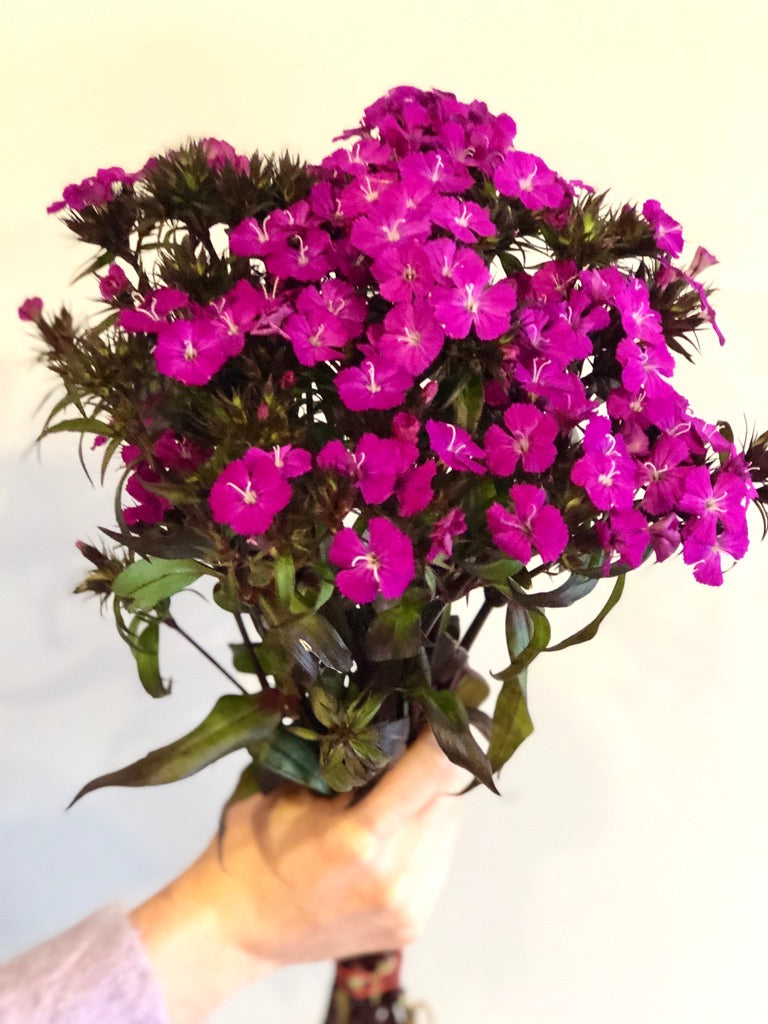 Sweet William