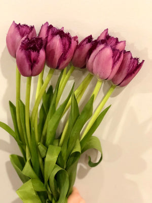 Known to be a 'showy' and bright Bloom, the tulip will open up right before your eyes!  Get it delivered from Brunswick Blooms!