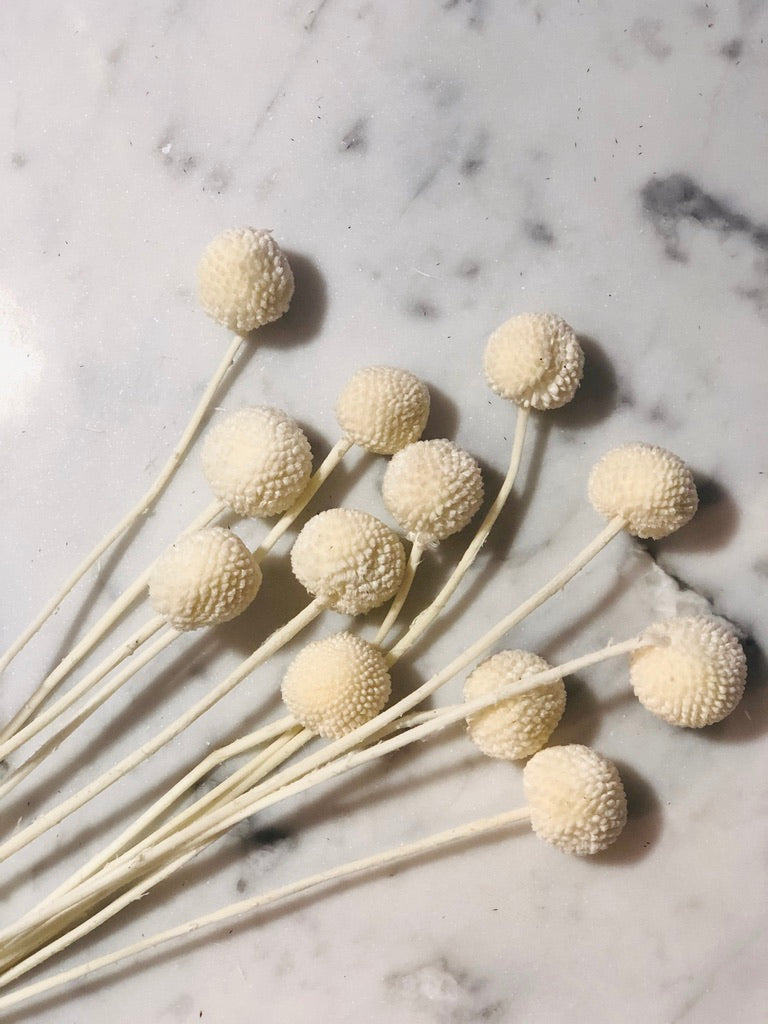 White long stem Billy Button
