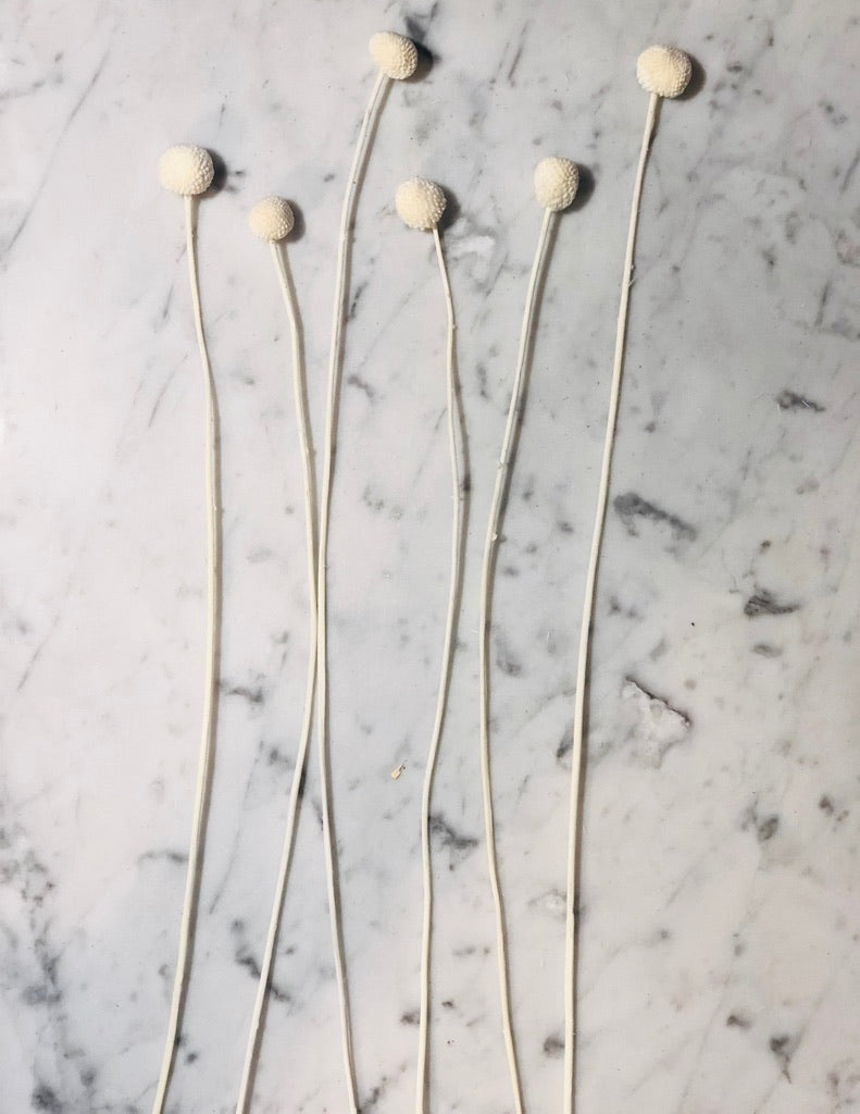 White long stem Billy Button