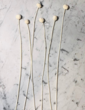 White long stem Billy Button