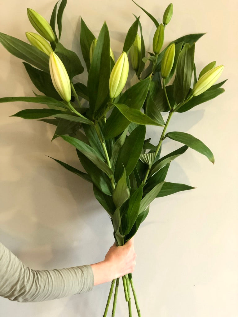 White Oriental Lillies