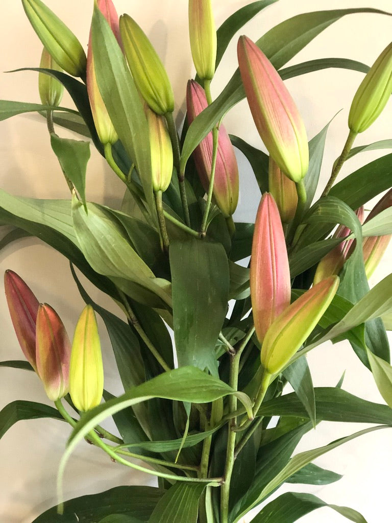 Pink Oriental Lillies