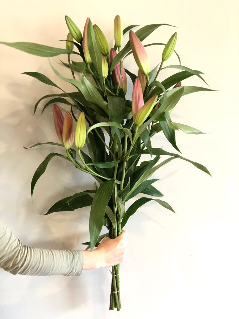 Pink Oriental Lillies