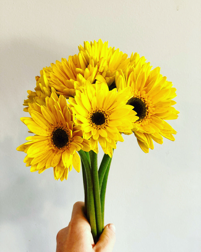 Gerberas