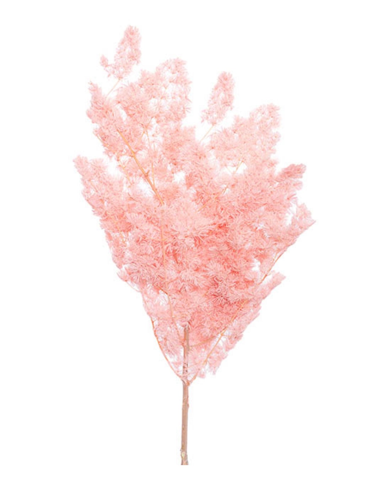 Preserved Pink Ming Fern