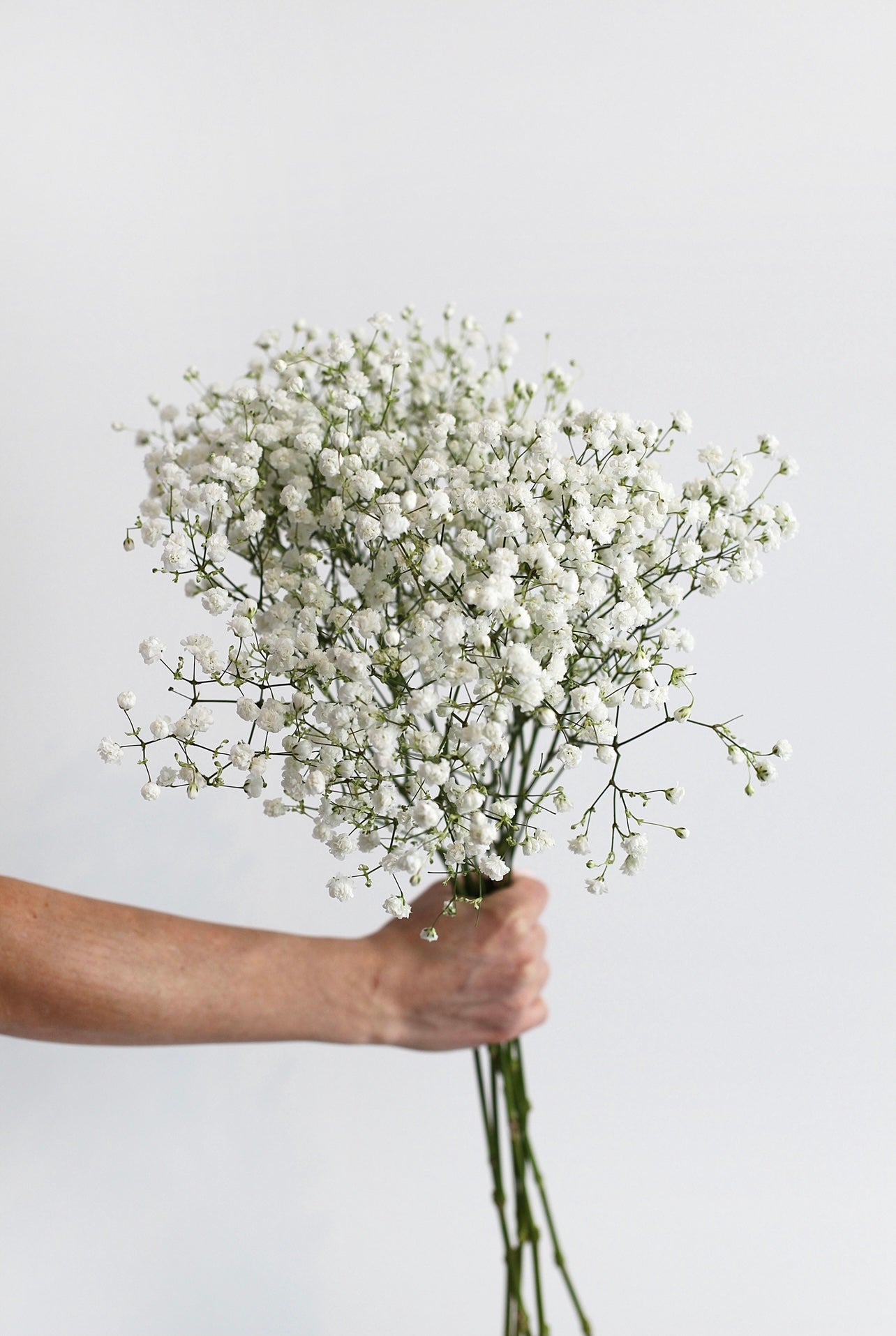 Imported Baby’s Breath Gypsophila