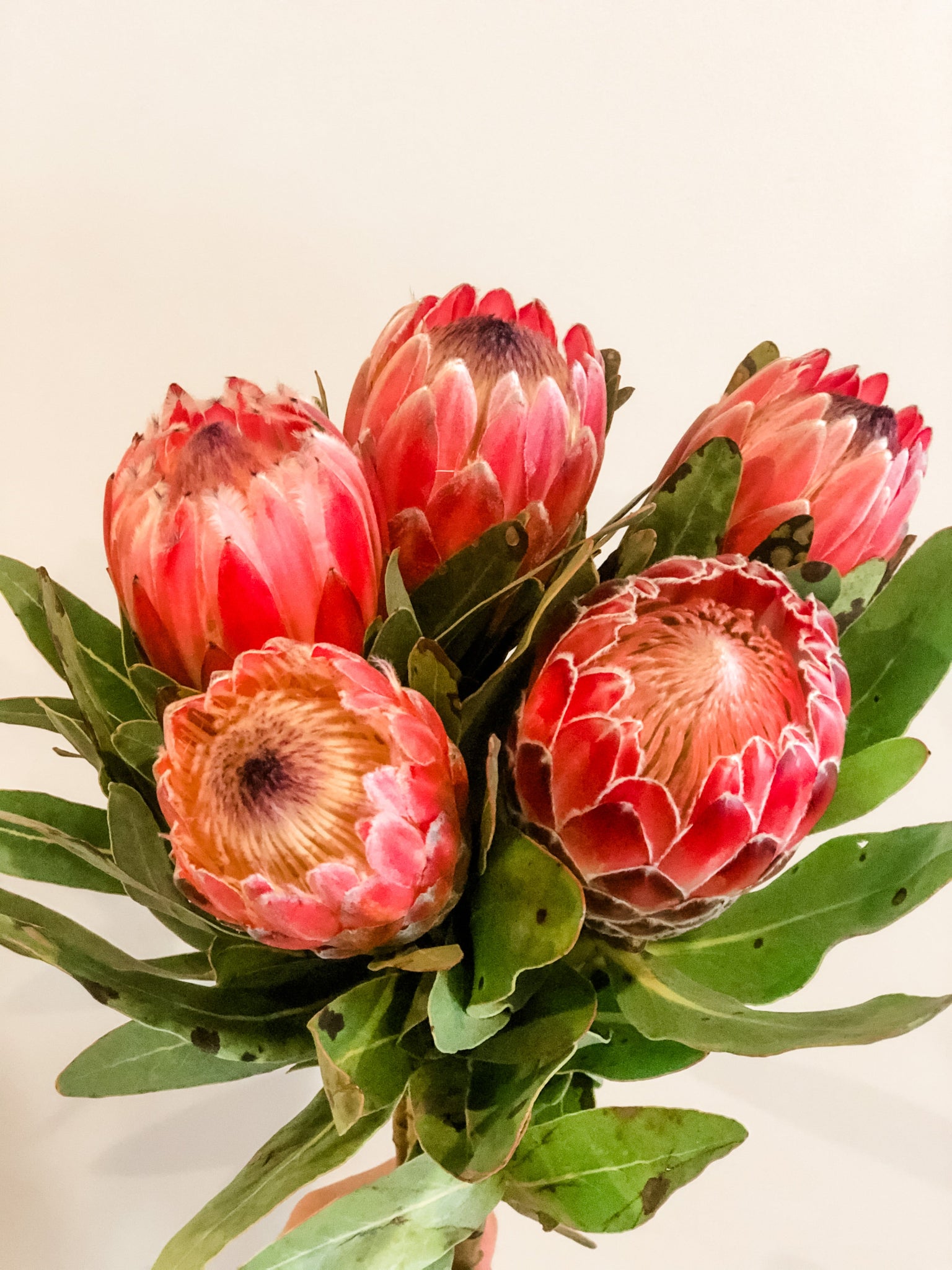 Protea Bunches